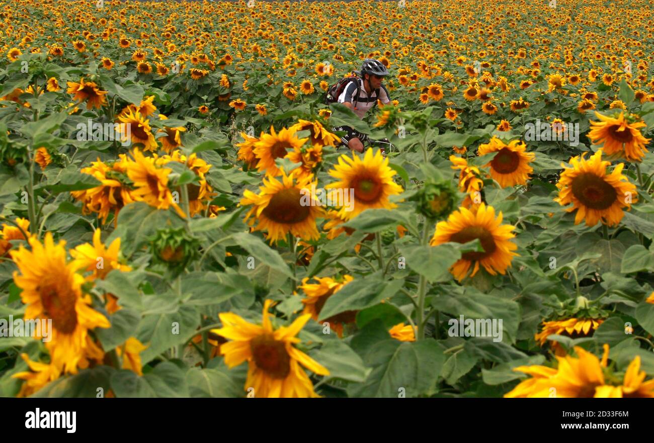 Israel sunflower field hires stock photography and images Alamy