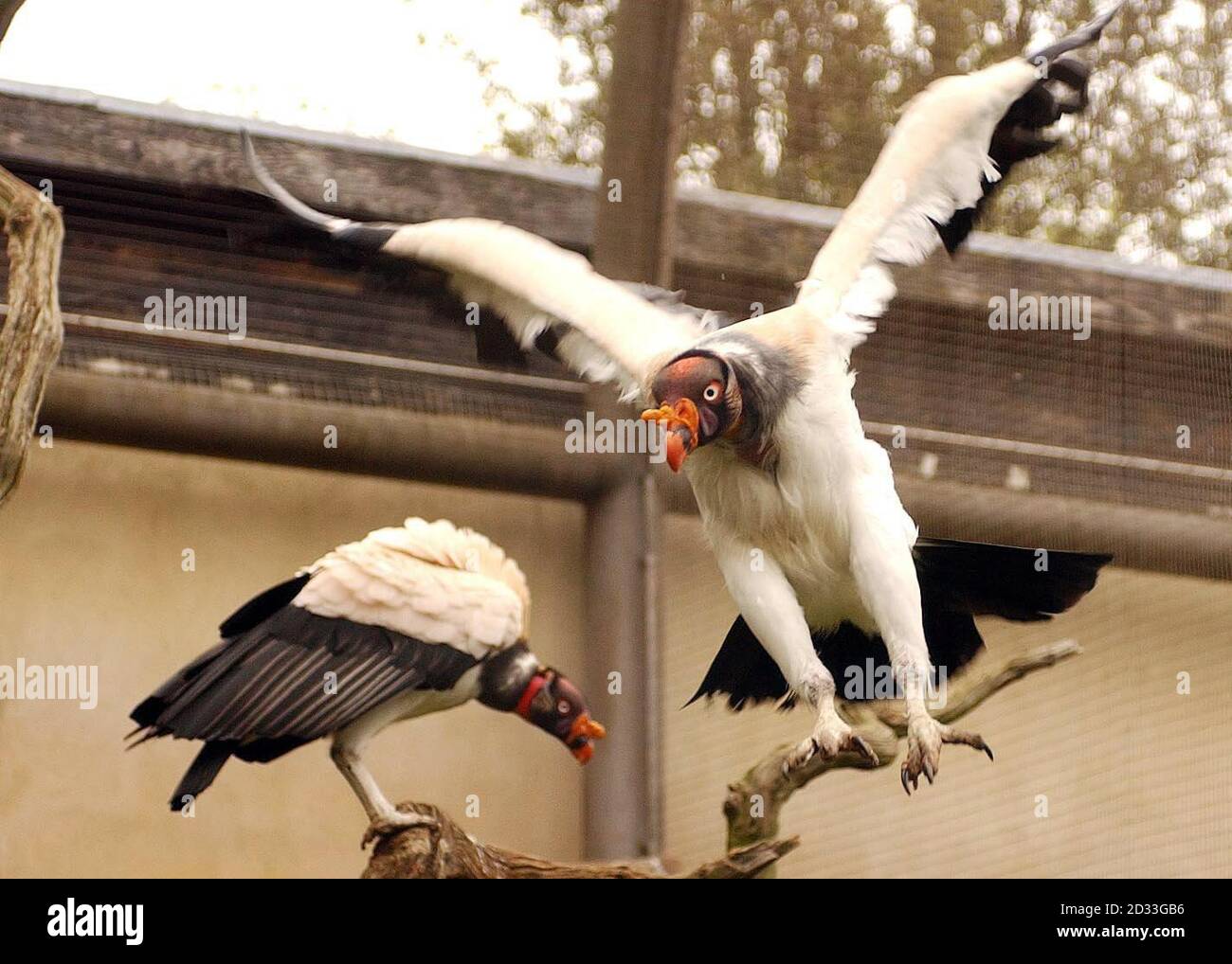 A King Vulture takes flight in its aviary at London Zoo.  A pair of the central American birds, often called the 'king of vultures' arrived in London from the Burgers Zoo in Arnhem, Holland, earlier this week.   Stock Photo