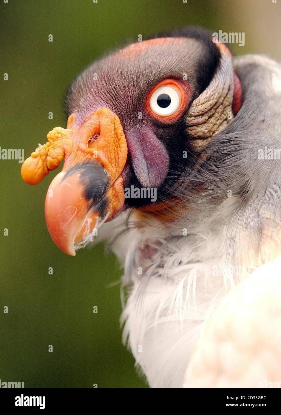 A King Vulture sits in its aviary at London Zoo. A pair of the central American birds, often called the 'king of vultures' arrived in London from the Burgers Zoo in Arnhem, Holland, earlier this week.   Stock Photo