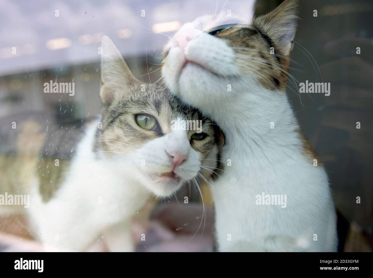 Cuddle Required High Resolution Stock Photography and Images Alamy