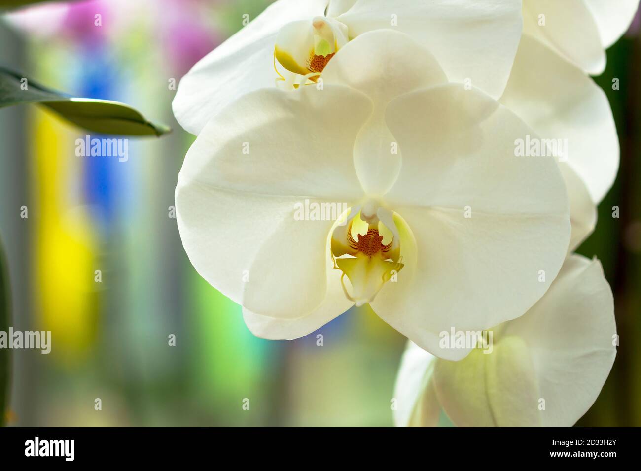 A Bouquet Of White Phalaenopsis Orchid Stock Photo
