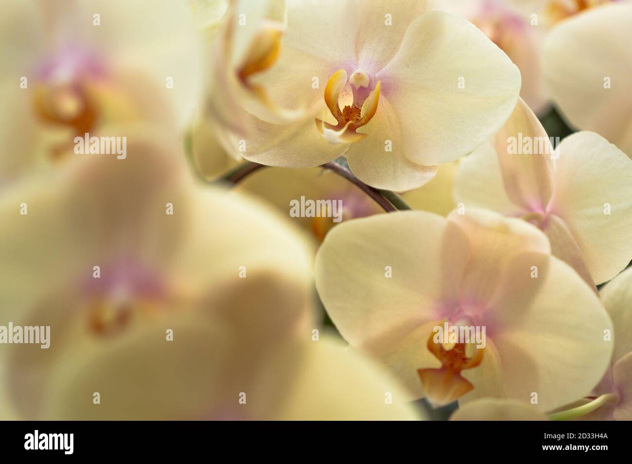Dense Bouquet Of Yellow Phalaenopsis Orchid Stock Photo