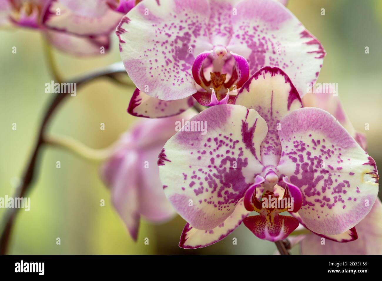 Pink Spotted Phalaenopsis Orchid Stock Photo
