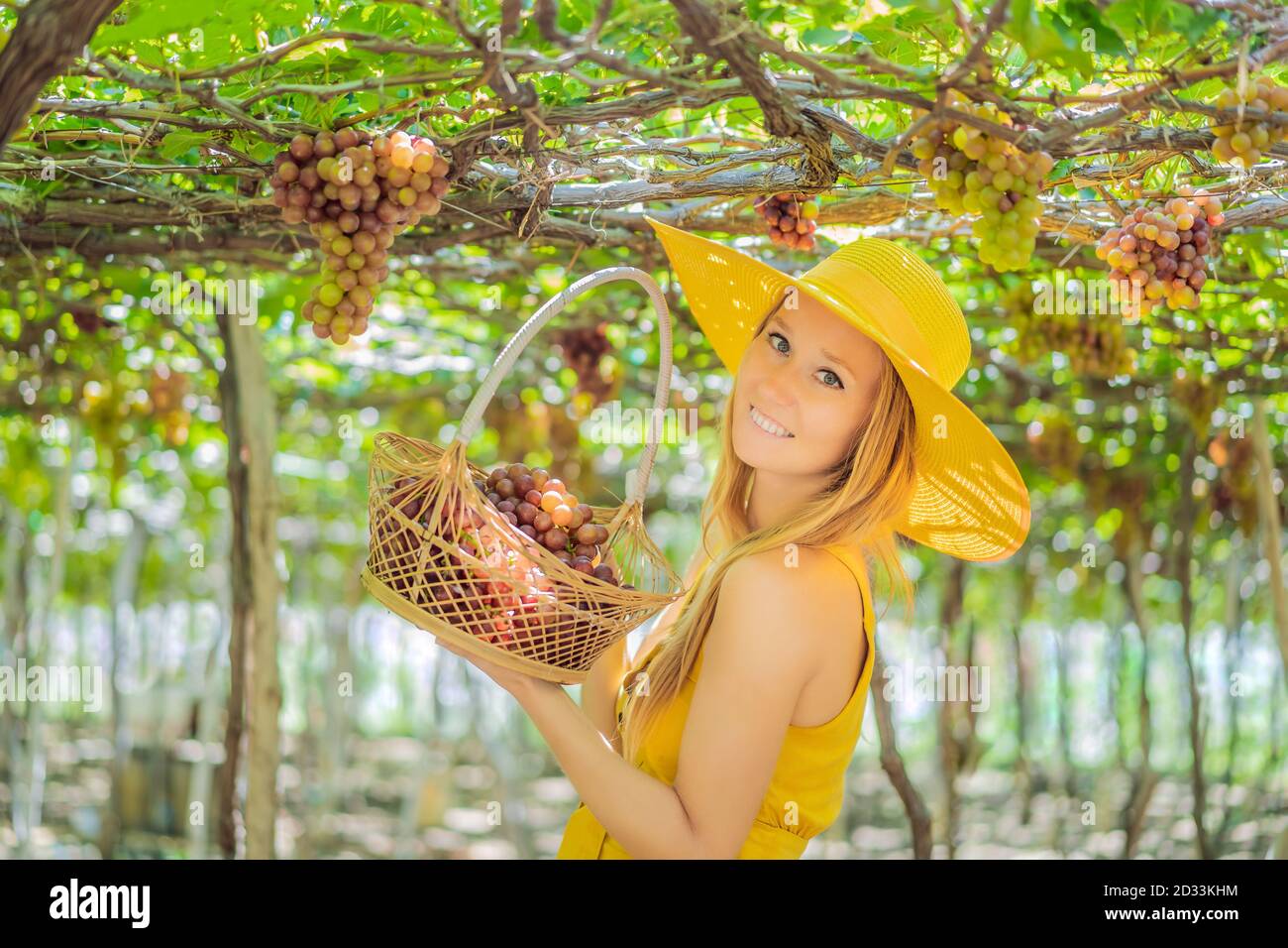 Happy smiling woman with red grapes harvest in basket, sunset vineyard background Stock Photo