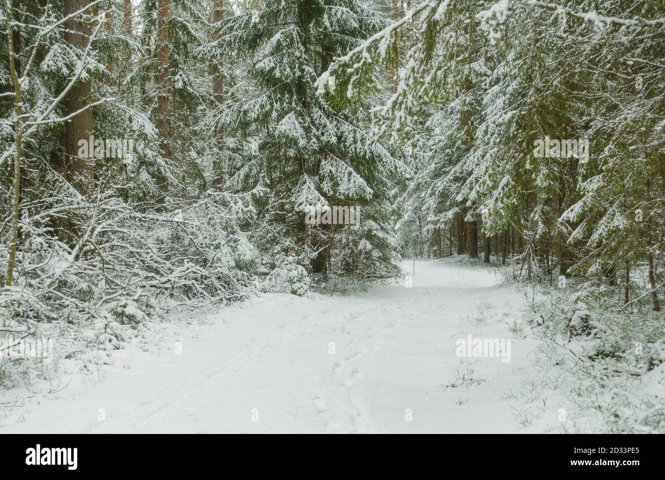 Road through beautiful winter forest, trees covered fresh white snow. Stock Photo