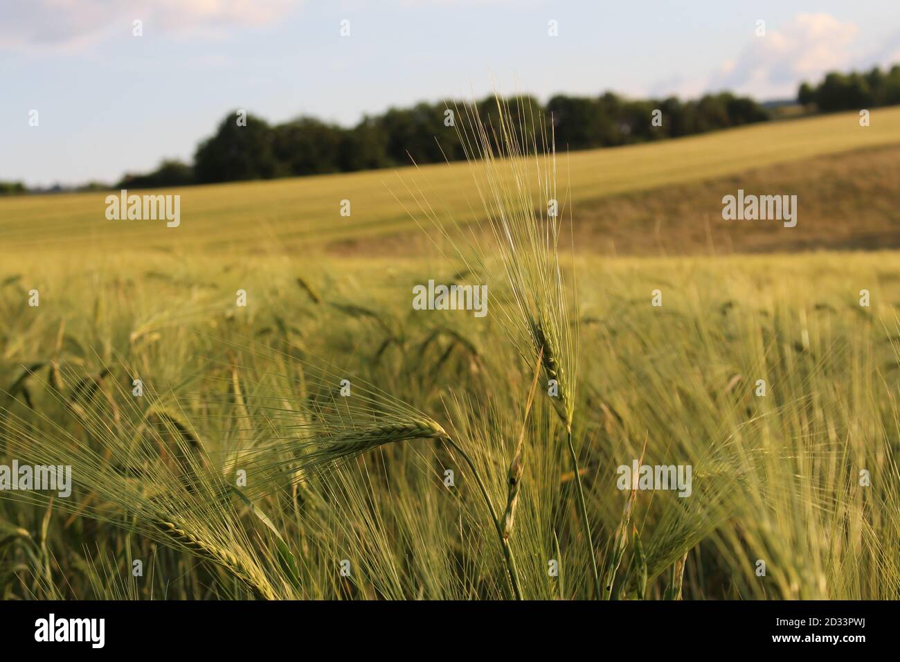 Field with barley plants hi-res stock photography and images - Alamy