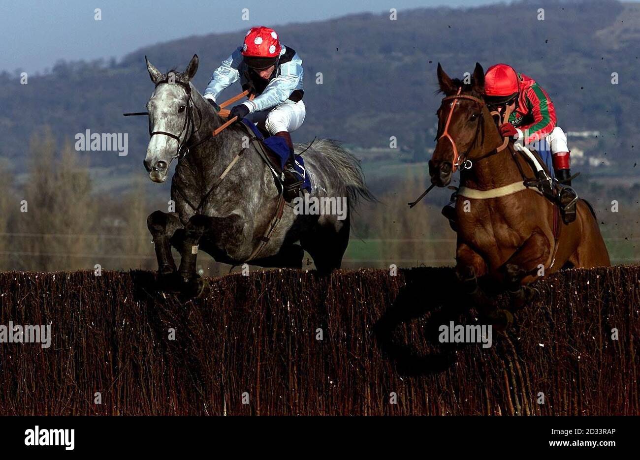 Silver Streak ridden by Norman Williamson (left) leads from Gola Cher ridden by R.Thornton (right) over the final fence to go on a win the Ian Williams' Owners Novices' Steeple Chase at the Prestbury Course, Cheltenham. Stock Photo