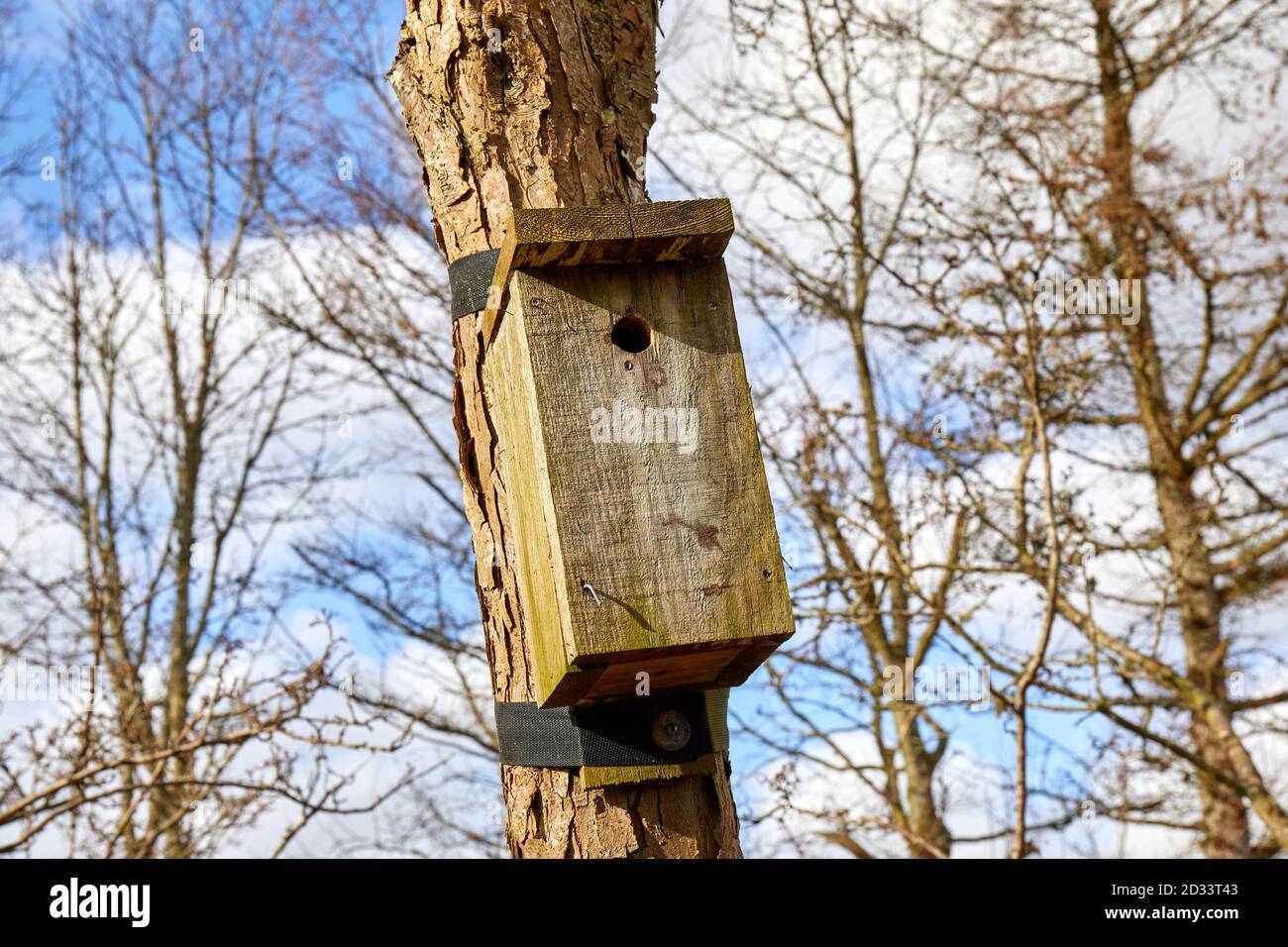 Wooden nesting box, for wild birds, strapped to a tree Stock Photo