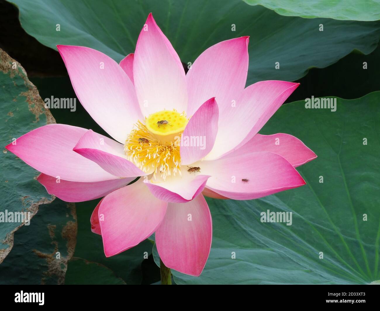 Lotus is the water plant. It has broad floating leaves and bright