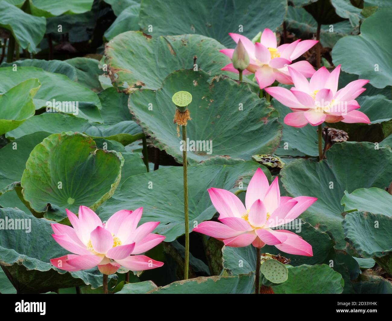 Lotus is the water plant. It has broad floating leaves and bright
