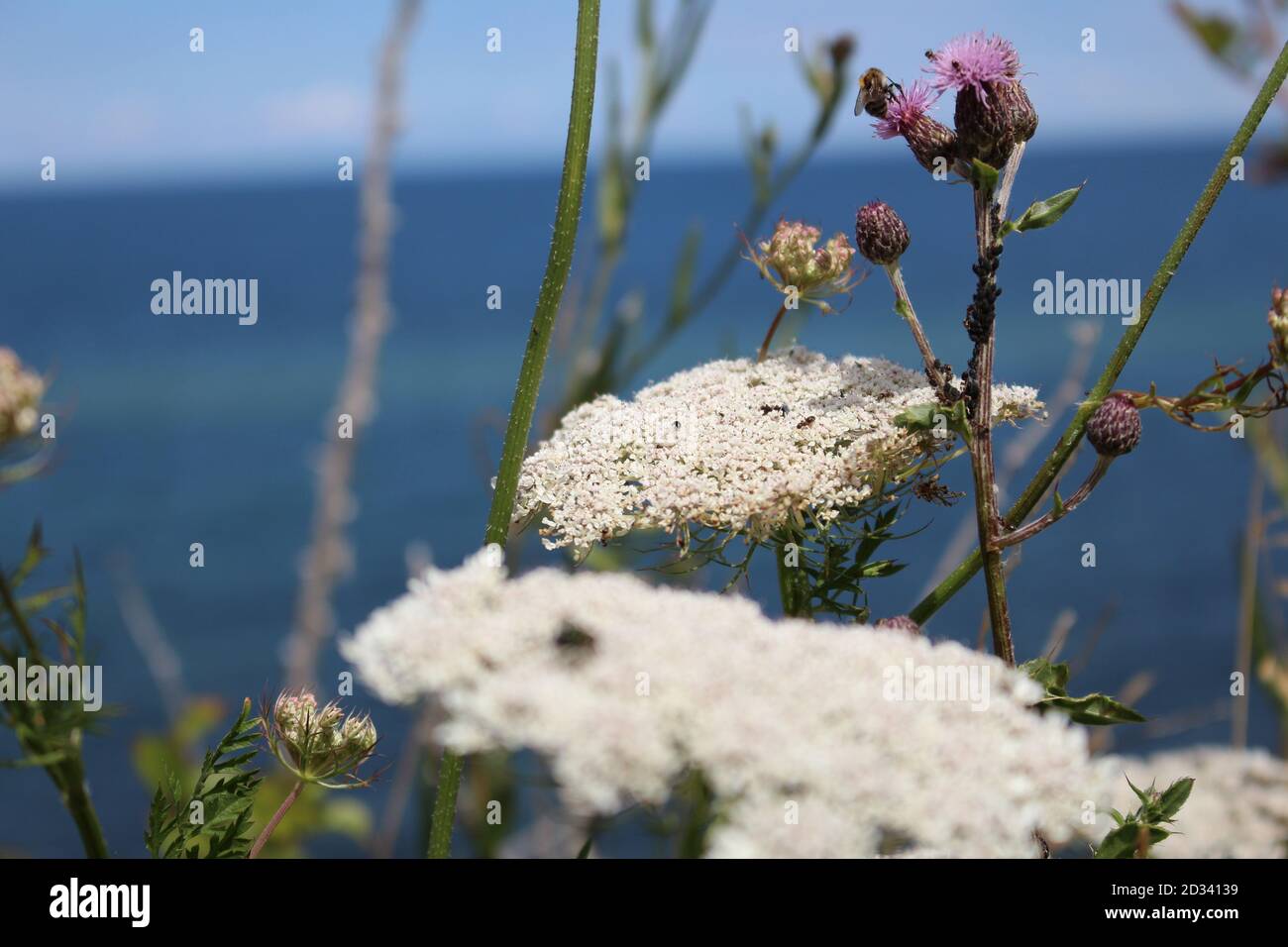 Insect Paradise Paradise landscape sea flower hi-res stock photography and images - Alamy
