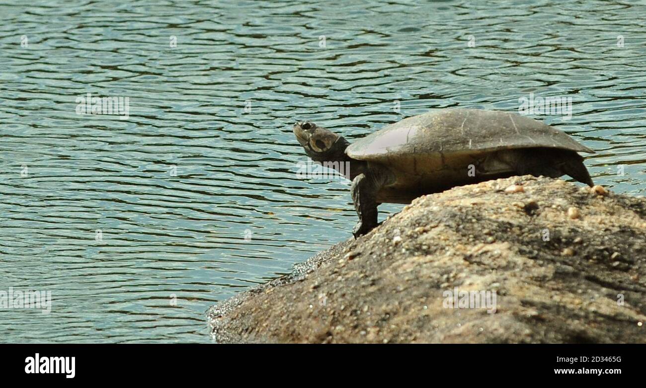 A turtle at Cano Cristales, La Macarena in Colombia, on the third day of the Prince of Wales and Duchess of Cornwall's tour to Colombia and Mexico. PRESS ASSOCIATION Photo. See PA Story: ROYAL Tour. Photo credit should read: Anthony Devlin/PA Pool Stock Photo