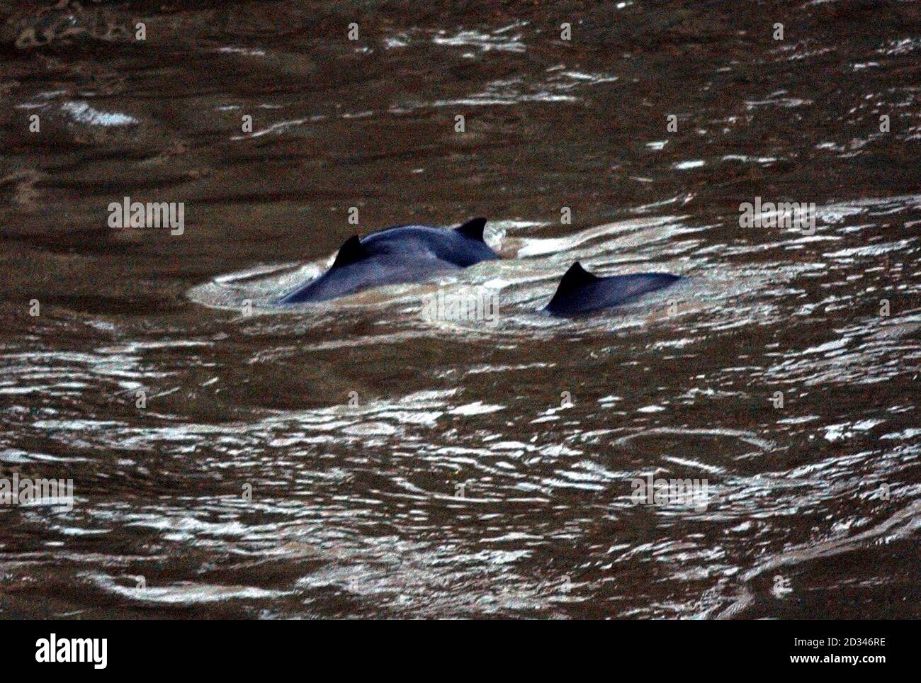 Porpoises swim in the Thames by Vauxhall Bridge in Westminster. The mammals had been sited over the years but there are no offical records of them being found in the Thames. Stock Photo
