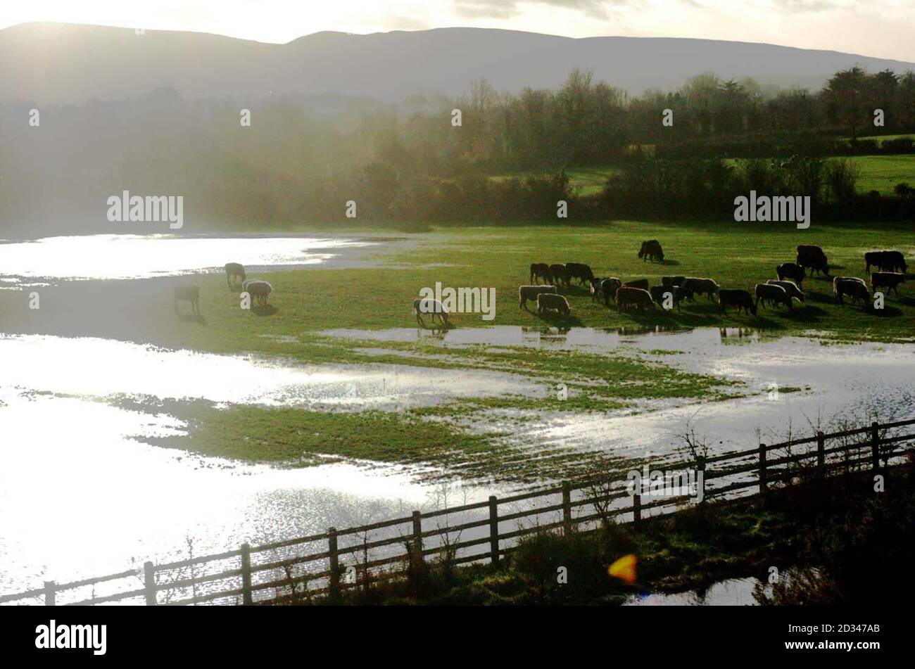 Cows wades through a flooded fields just East of Nenagh, Co Tipperary, Ireland, after heavy rains Stock Photo