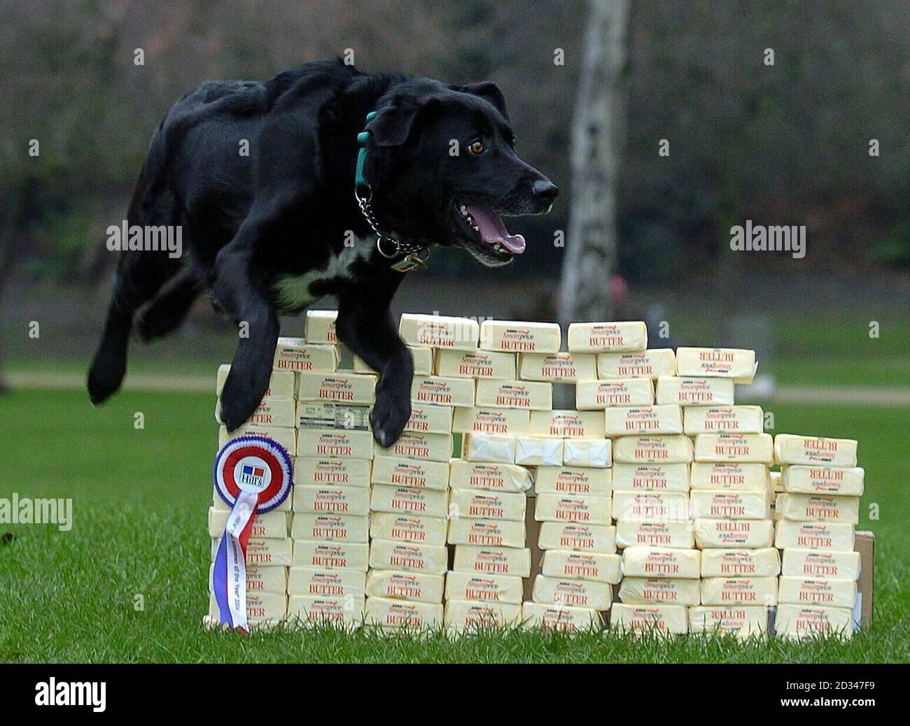 Max, a three-year-old collie-Labrador from Tayside, Scotland jumping over 22Kg of butter, the amount of weight he lost to be named joint winner. Stock Photo
