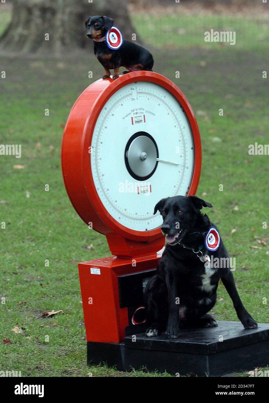 Max, on the scales, a three-year-old collie-Labrador from Tayside, watched by Lulu, a mini dachshund owned by celebrity Julian Bennett. Stock Photo