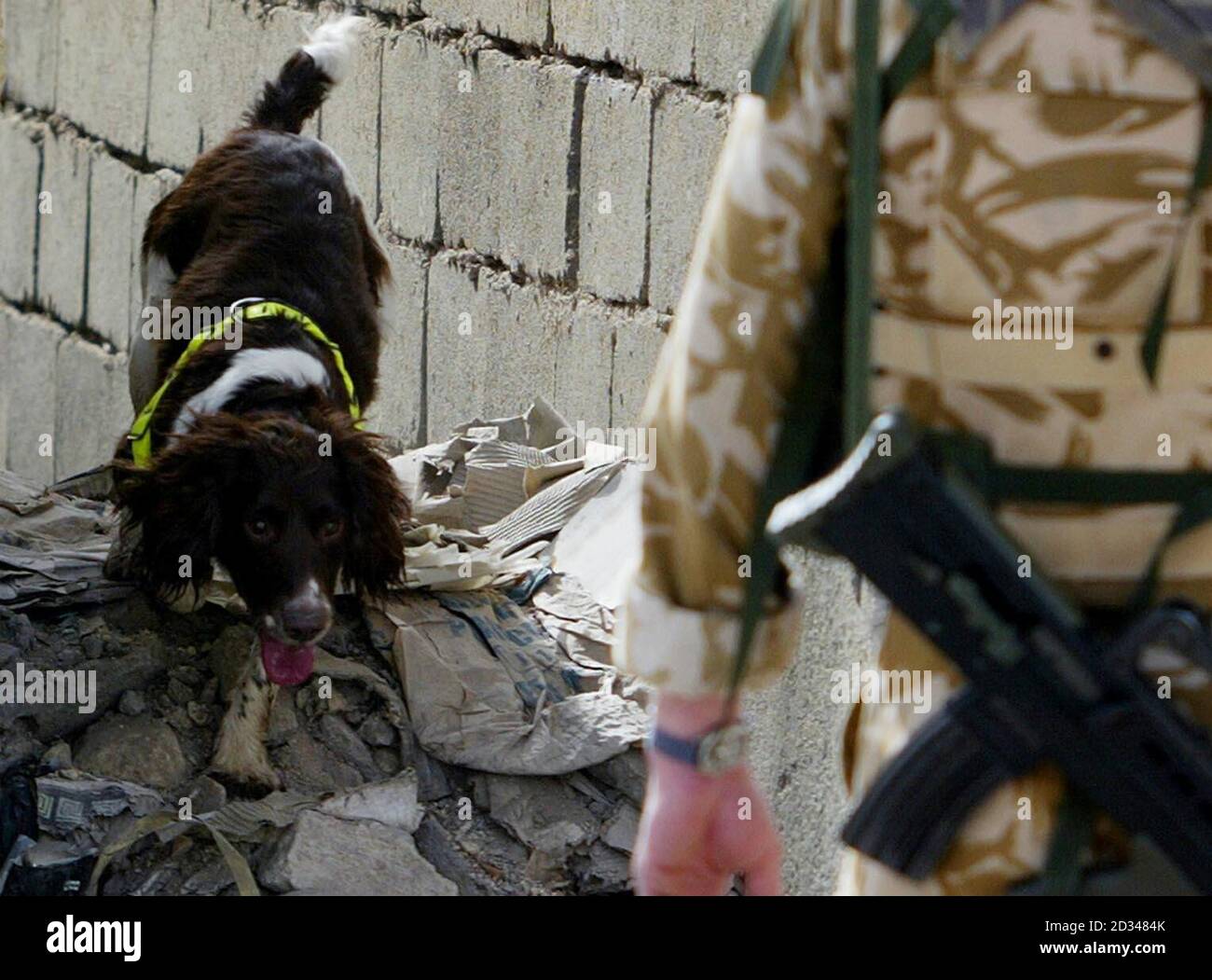 Poppy, a search dog helps the Royal Engineer High Risk Search team search cars in Basra after three Iraqi soldiers were killed in a motorcycle bomb attack in the city earlier. The booby-trapped vehicle exploded close to the Old State Buildings, in the Al-Hussein district, shortly before 8am local time, as troops carried out patrols. British quick-response teams have been sent to the scene and bomb disposal experts are arriving to examine the device. Stock Photo