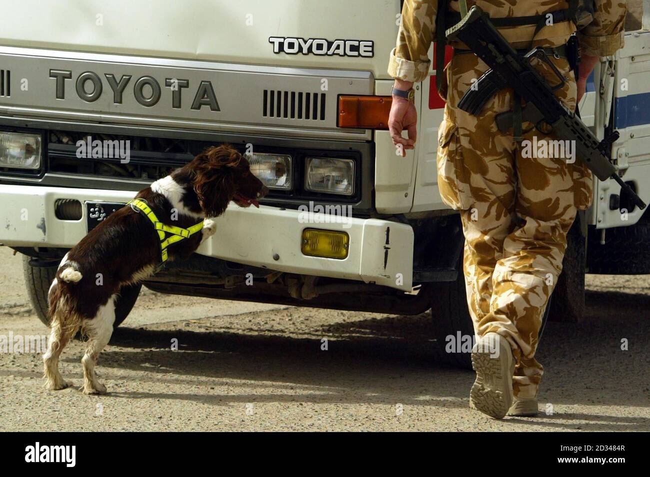 Poppy, an arms explosive search dog joins the Royal Engineer High Risk Search team search cars in Basra after three Iraqi soldiers were killed in a motorcycle bomb attack in the city earlier. The booby-trapped vehicle exploded close to the Old State Buildings, in the Al-Hussein district, shortly before 8am local time, as troops carried out patrols. British quick-response teams have been sent to the scene and bomb disposal experts are arriving to examine the device. Stock Photo