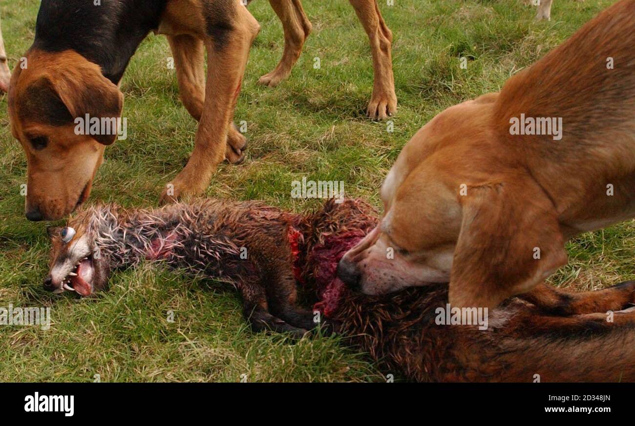 Hounds from the Puckeridge Hunt pick over the carcass of fox, shot by Game keepers outside Brent Pelham, in Hertfordshire, on Saturday 19th February 2005. Hunts from all over the country gathered to mark the first major gathering since the ban on hunting with dogs became law. Stock Photo