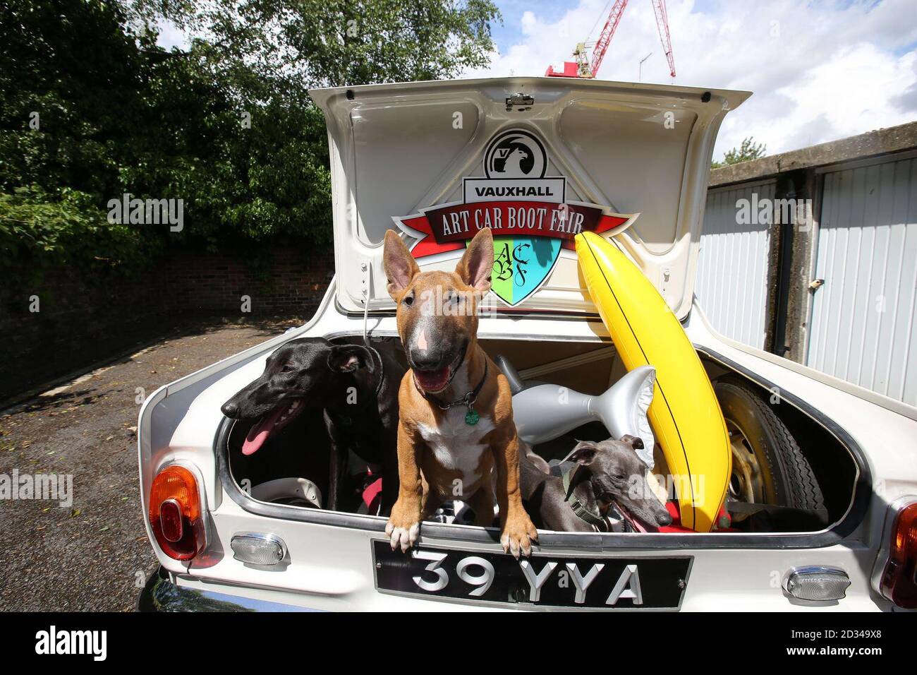 Purdy a Lurcher, Maggie an English Bull Terrier and Lottie a Whippet, sit in the boot of a vintage Vauxhall Viva, at a studio in Camberwell, south London, ahead of the Vauxhall Art Car Boot Fair, which will be taking place at Brick Lane Yard on Sunday 14 June 2015. Stock Photo