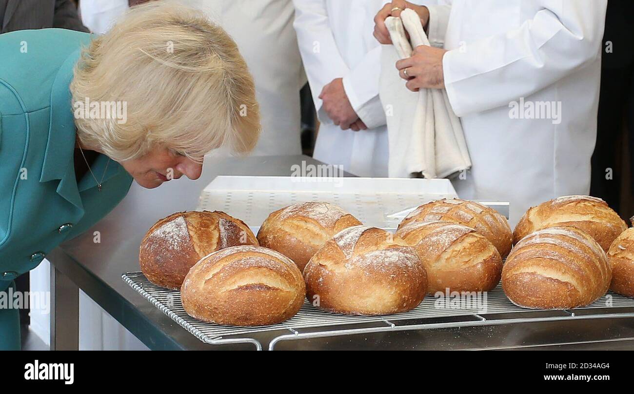The Duchess of Cornwall smells freshy baked bread during her tour of Village Bakery in Wrexham as she continues her tour of Wales. Stock Photo