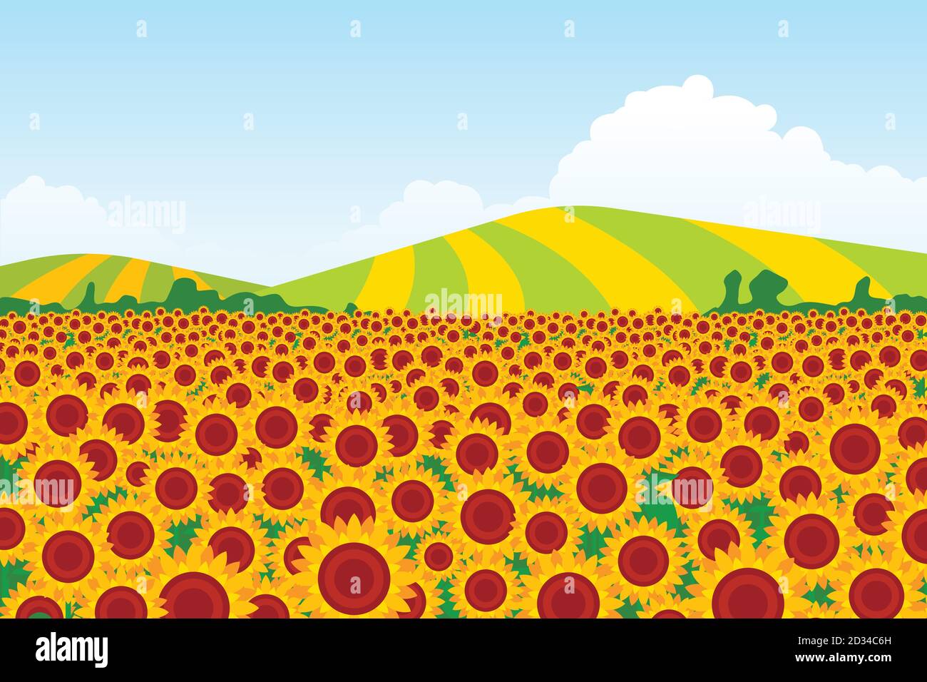Illustration of a sunflower field with background fields on a