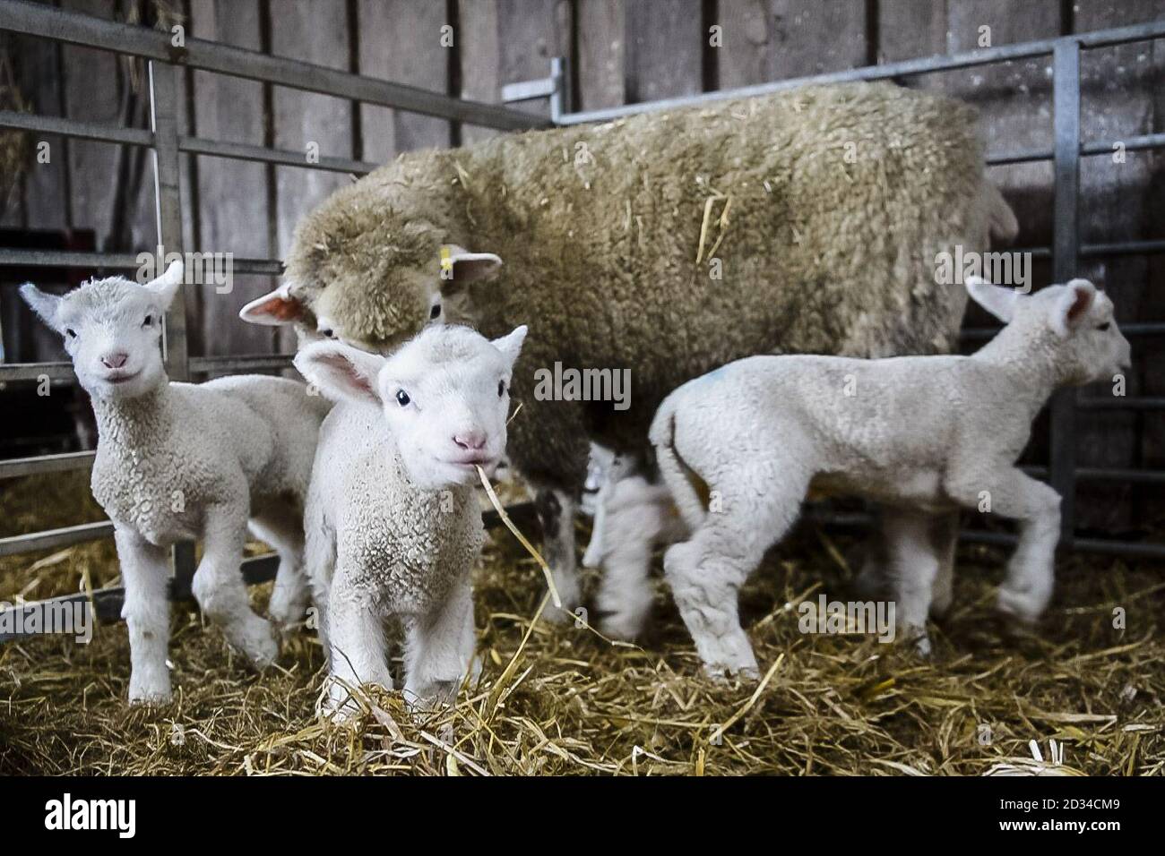 Newborn quad lambs gather around their mother at Olde House, Cornwall, where mild weather has helped facilitate early lambing at the farm. Stock Photo