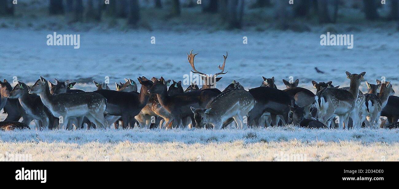 Deer amongst the frost in Phoenix Park, Dublin, as Ireland awoke to another icy start with a risk of fog affecting the morning rush hour. Stock Photo