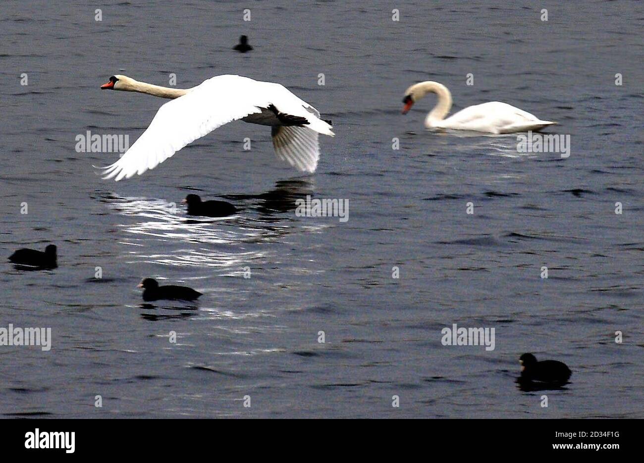 Ducks and Swans on the water at Fairburn Ings near Leeds, Monday October 17, 2005. With the threat of a spread of Avian flu into the UK organisations like the RSPB and other wildlife agencies have instigated a surveillance and monitoring programme for migratory and wild birds at sites across the UK on behalf of DEFRA. The RSPB has asked birdwatchers at sites like Fairburn Ings, which attracts many migratory birds, to report any suspicious cases of large scale mortality or sickness among the wild birds. It was announced today that a team of British experts are travelling to south east Asia to i Stock Photo