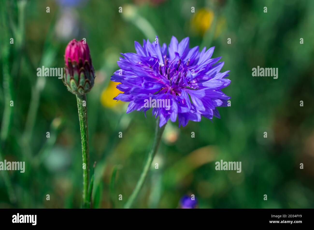 beautiful cornflowers growing on field Stock Photo Alamy
