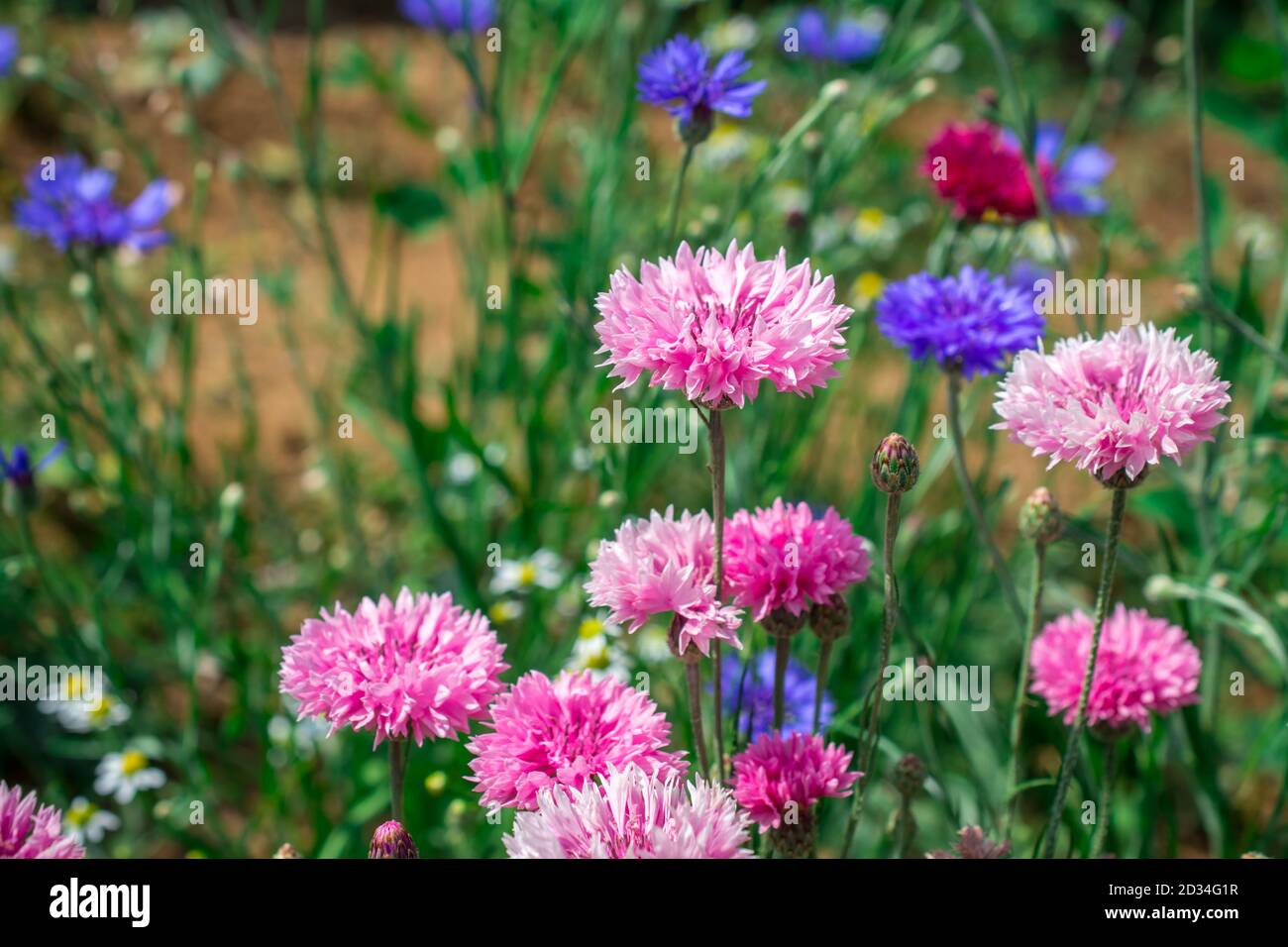beautiful cornflowers growing on field Stock Photo Alamy