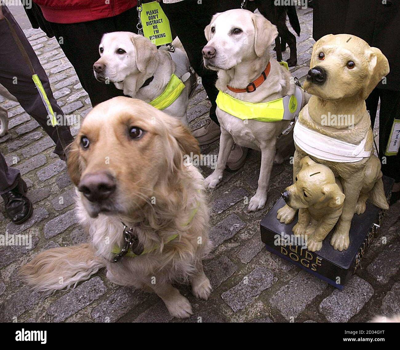 Working guide dogs accompany their owners to surround a Guide Dogs' collection box, Thursday January 26, 2006. A new interactive exhibition called 'Moving Forward Together' was launched today, commemorating 75 years since the first guide dogs began working in Britain, on the Isle of Dogs in London's Docklands. PRESS ASSOCIATION Photo. Photo gredit should read: Jane Mingay/PA Stock Photo