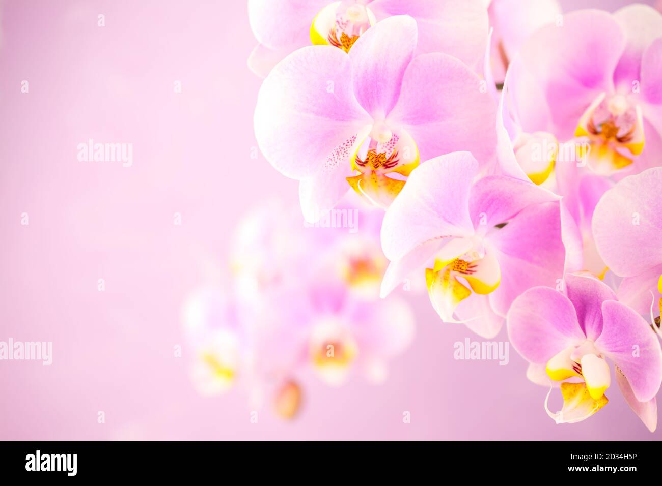 Light pink orchids hi-res stock photography and images - Alamy