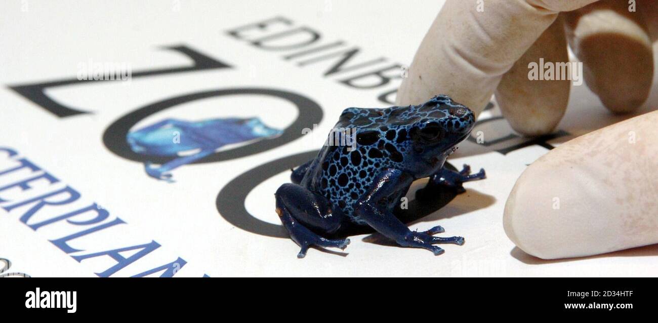 A Blue Poison Arrow frog sits on the Edinburgh Zoo master plan logo, Thursday February 23 2006, as the Zoo announces their Â£58 million planned redevelopment, which will include a new state of the art enclosure for chimpanzees. See PA story SCOTLAND Zoo. PRESS ASSOCIATION PHOTO. PHOTO CREDIT SHOULD READ: Danny Lawson /PA Stock Photo