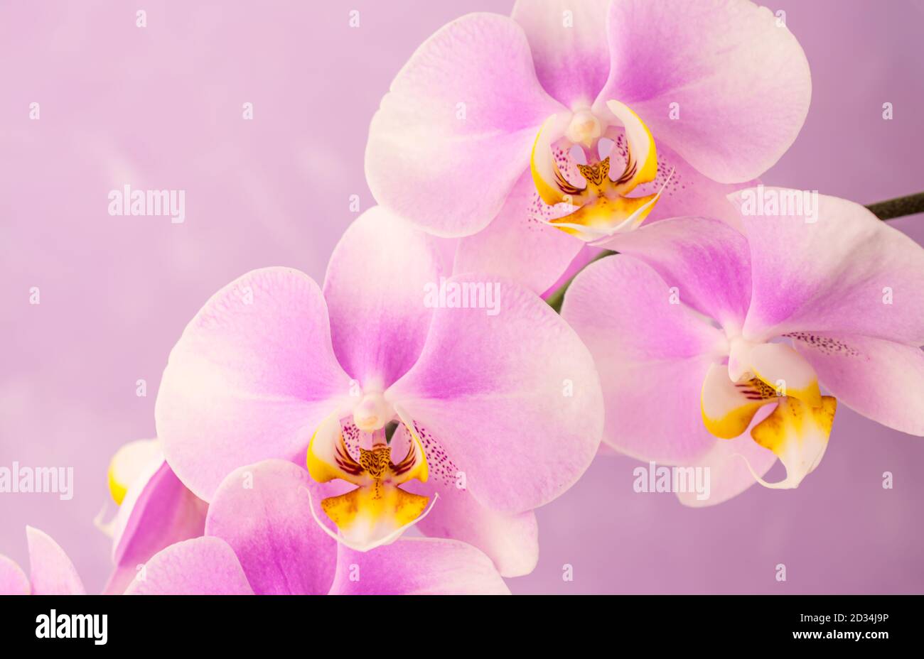 Lovely orchids hi-res stock photography and images - Alamy