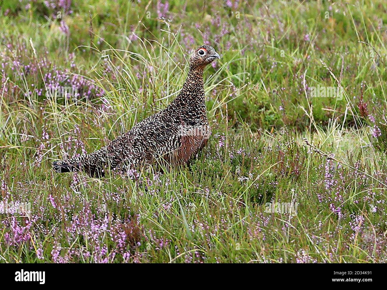 Grouse bird on the moors at the Alvie Estate near Aviemore on the Glorious Twelfth, the start of the grouse shooting season. Stock Photo