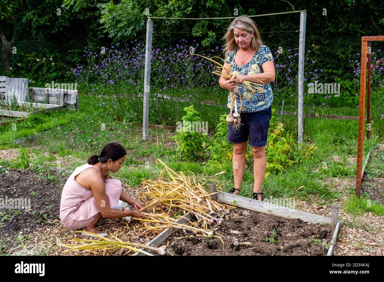 Two Women Working On An Allotment, Sussex, UK. Stock Photo