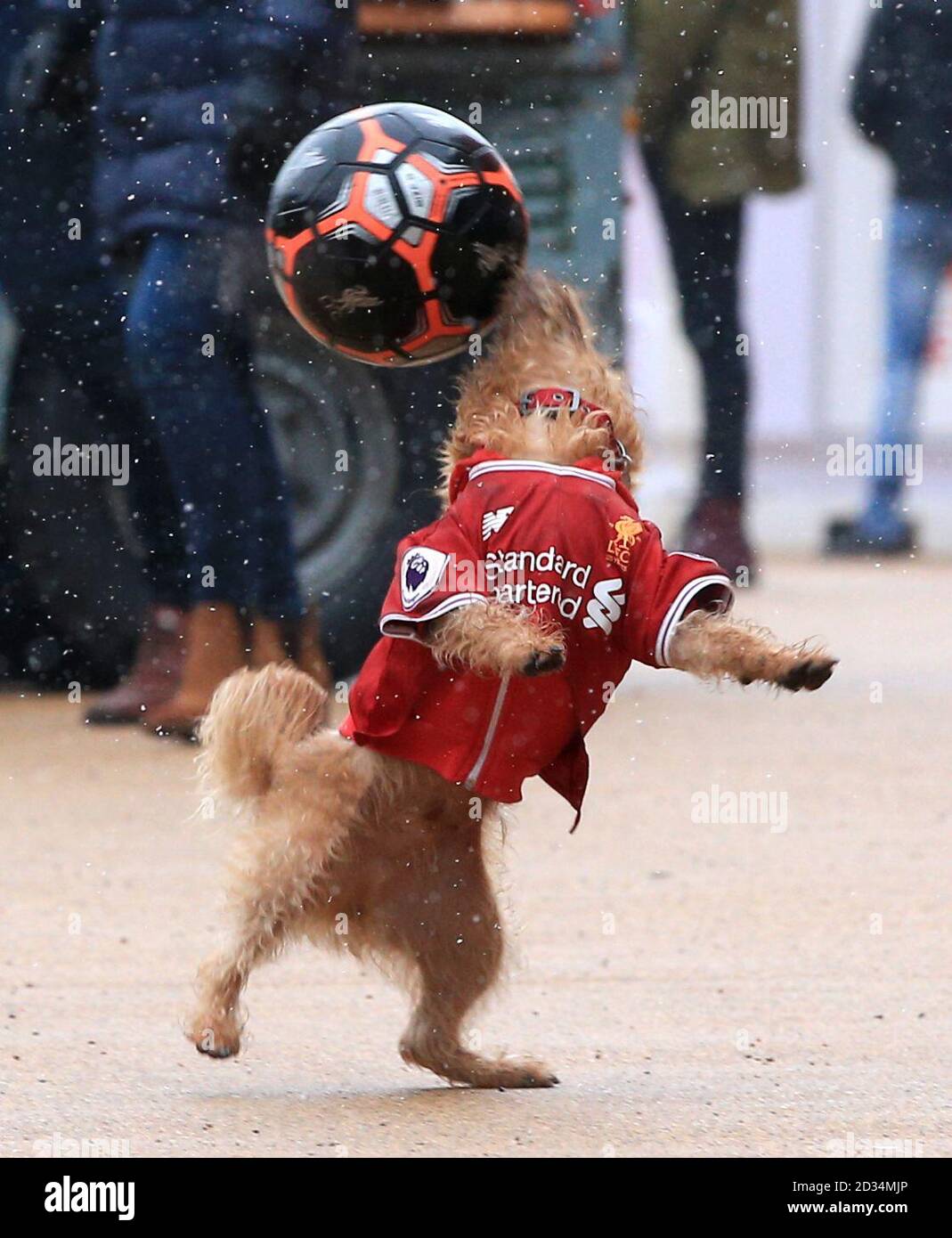 liverpool dog shirt