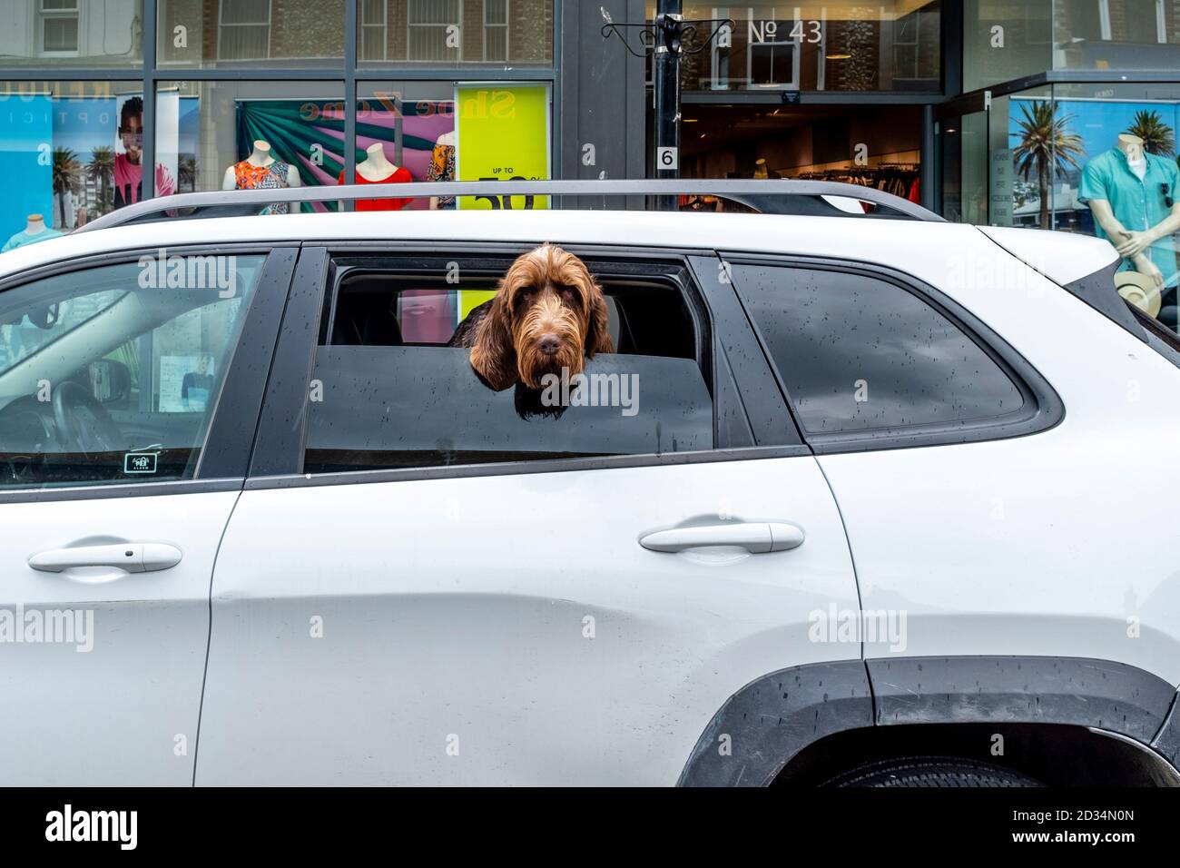 A Dog Looking Out Of A Partially Opened Car Window, Seaford, Sussex, UK. Stock Photo