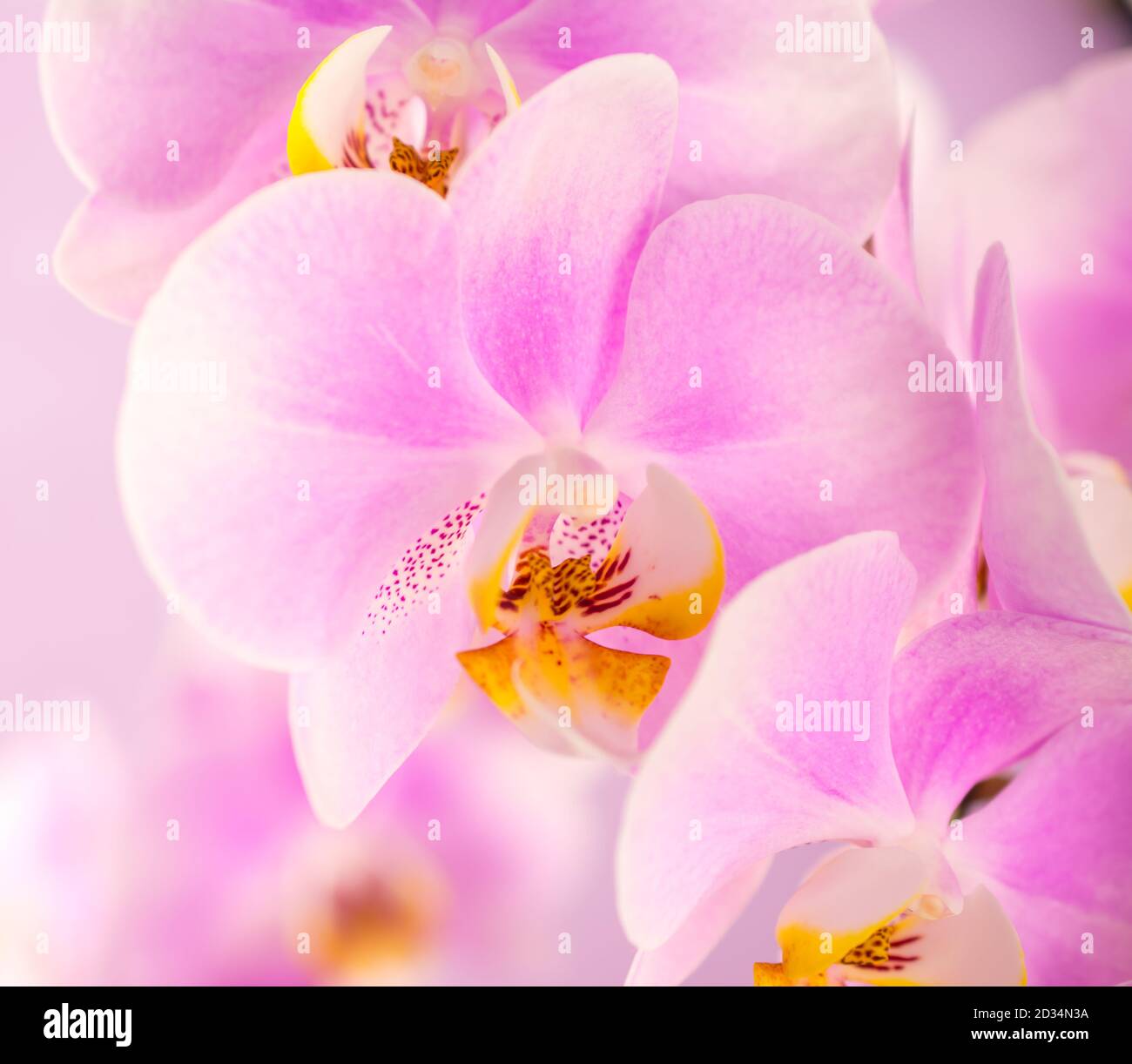 Beautiful pink orchids hi-res stock photography and images - Alamy