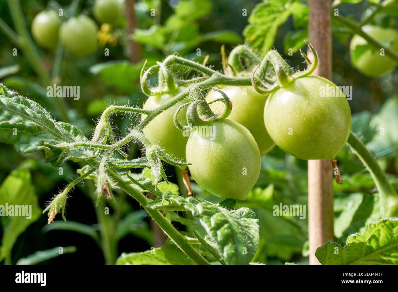 Page 2 Tomato Plant Fruits High Resolution Stock Photography And Images Alamy