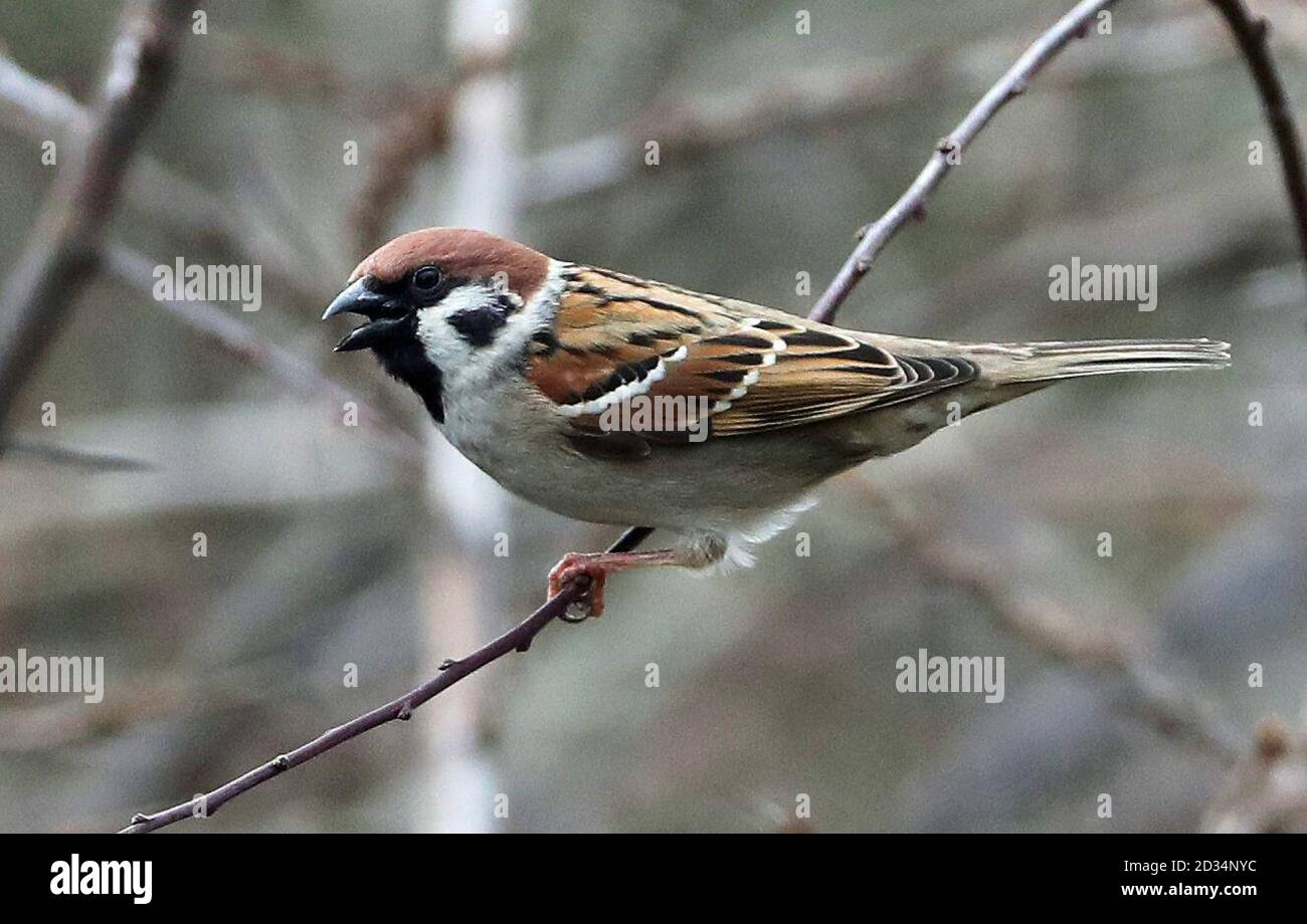 A redlisted tree sparrow at The Leas and Whitburn Coastal Park in