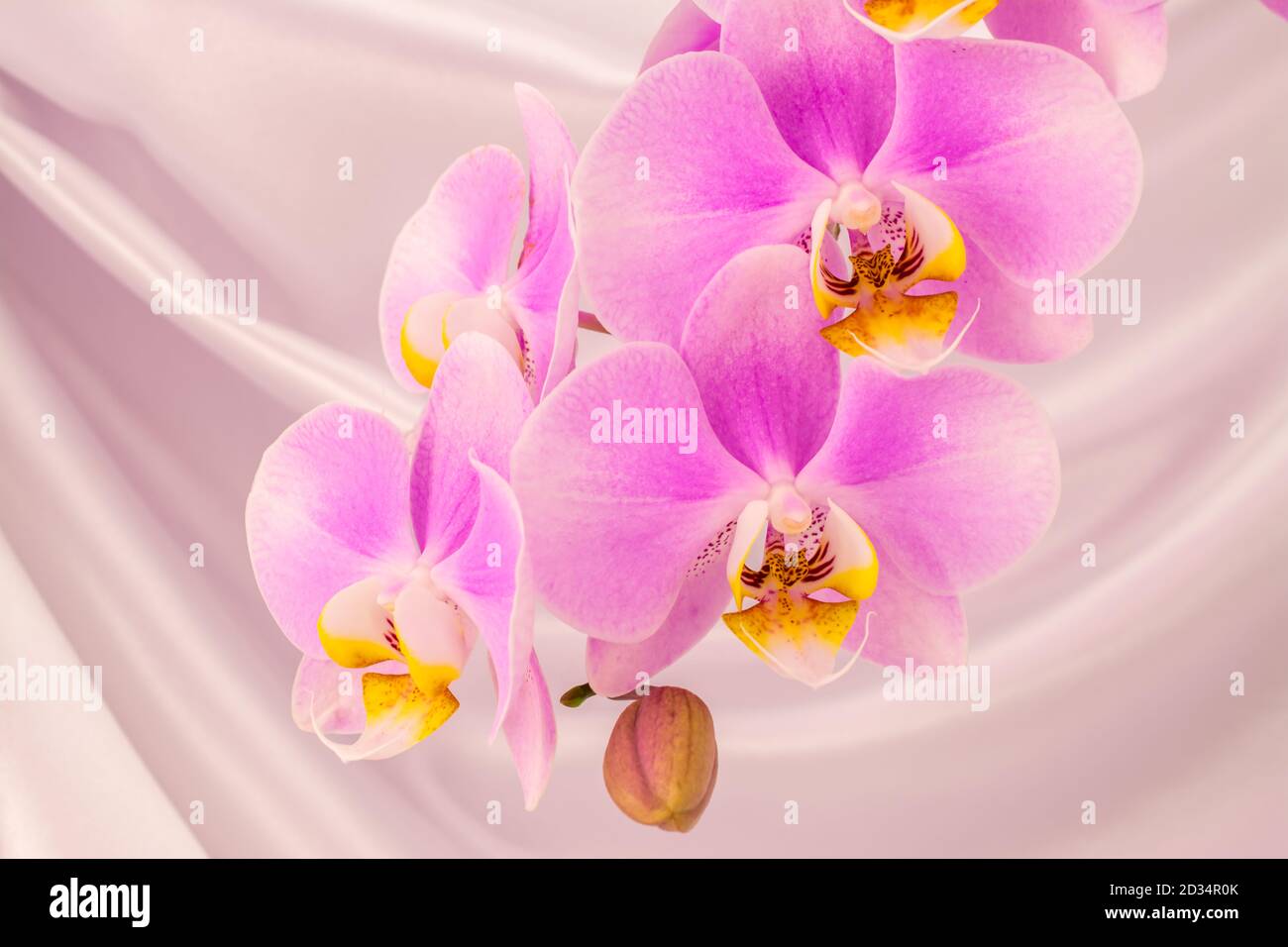 Beautiful pink orchids hi-res stock photography and images - Alamy