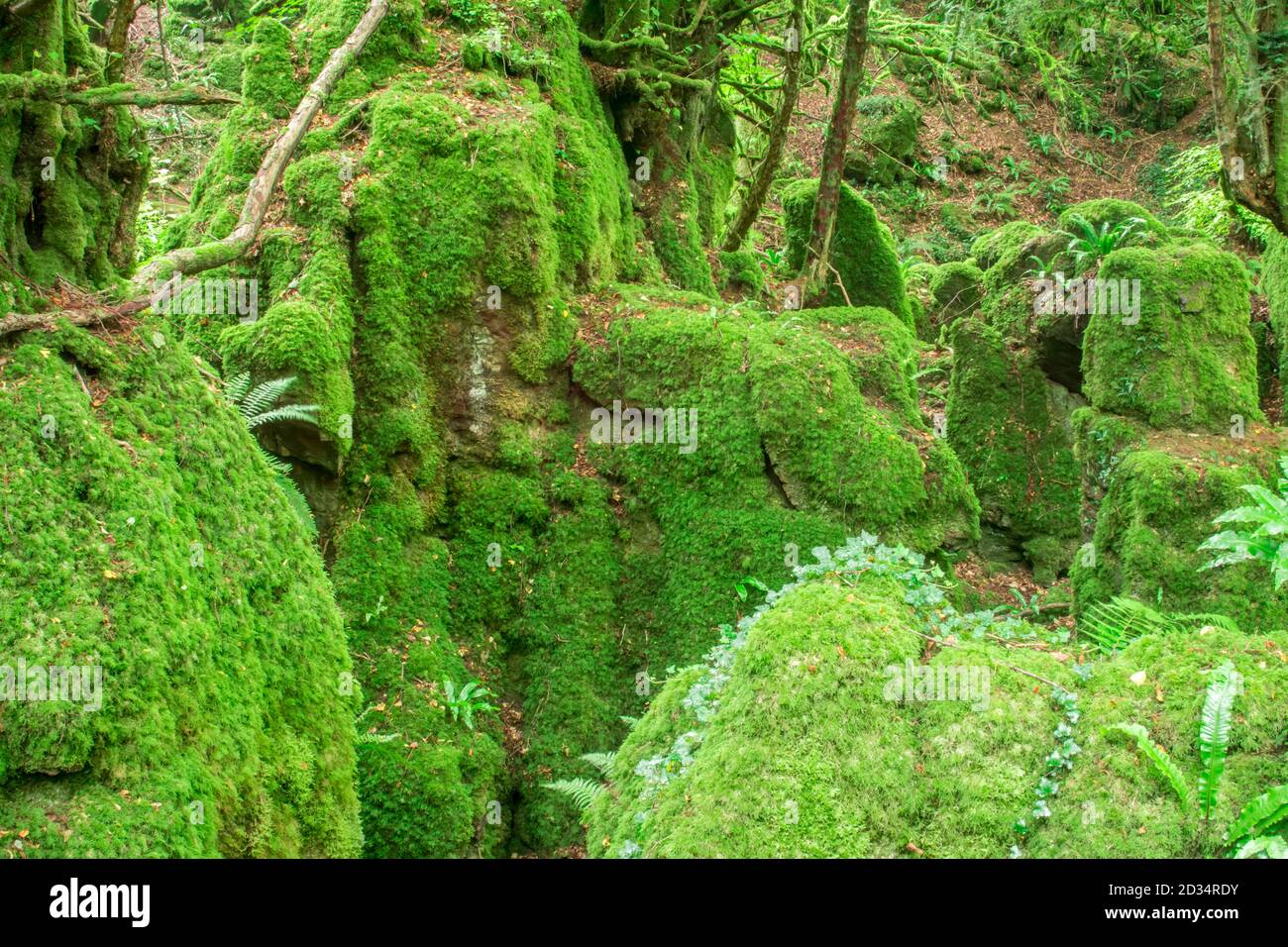 Magic tree enchanted wood england hi-res stock photography and images ...