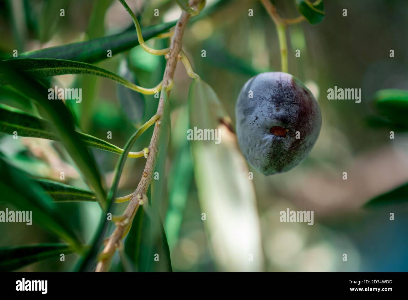 olives growing in garden Stock Photo