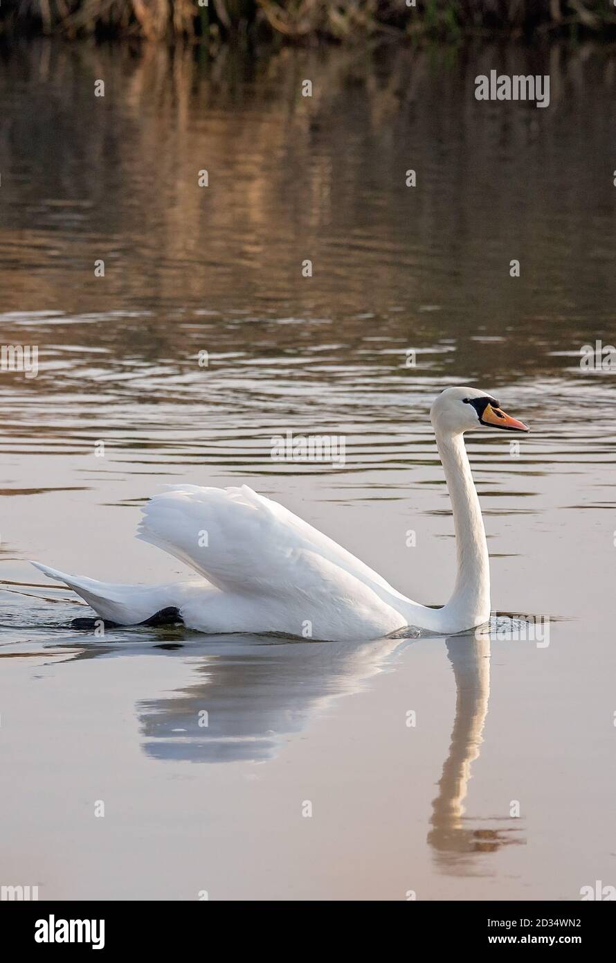 Beautiful white Swan swimming on a lake Stock Photo - Alamy