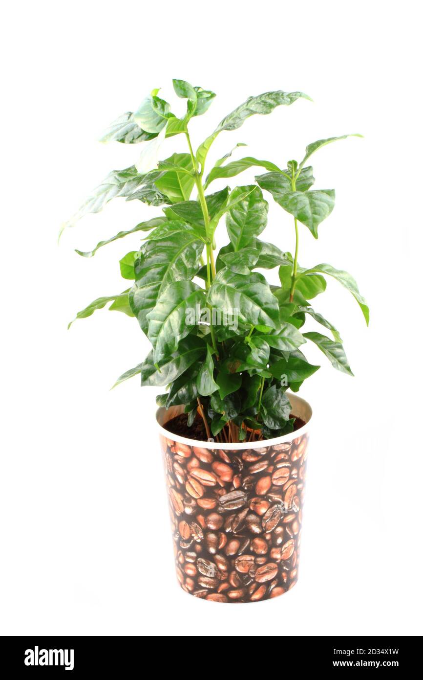 coffee plant isolated on the white background Stock Photo - Alamy