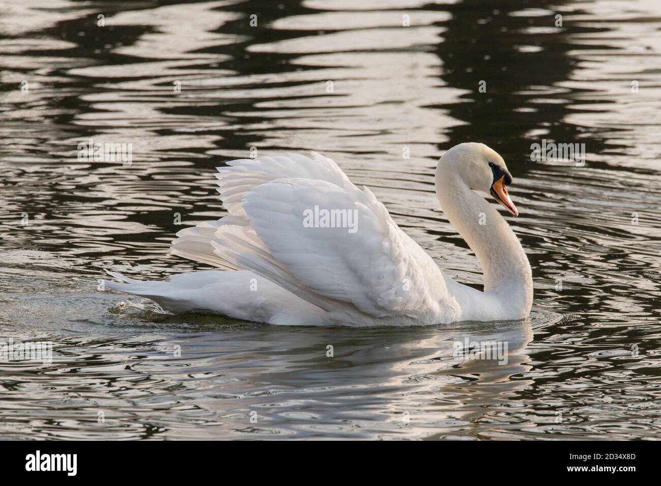 Beautiful white Swan swimming on a lake Stock Photo - Alamy
