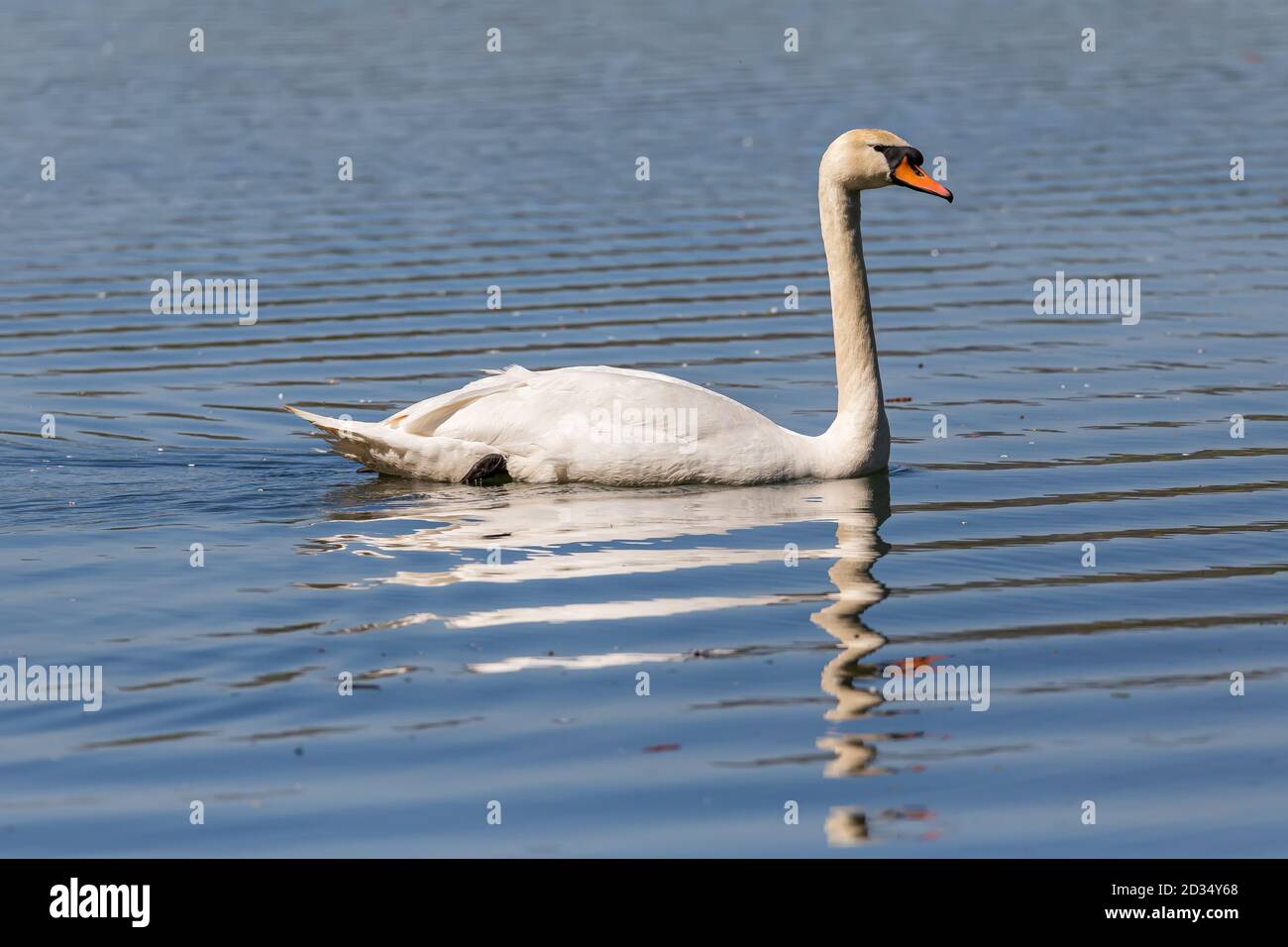 Beautiful white Swan swimming on a lake Stock Photo - Alamy