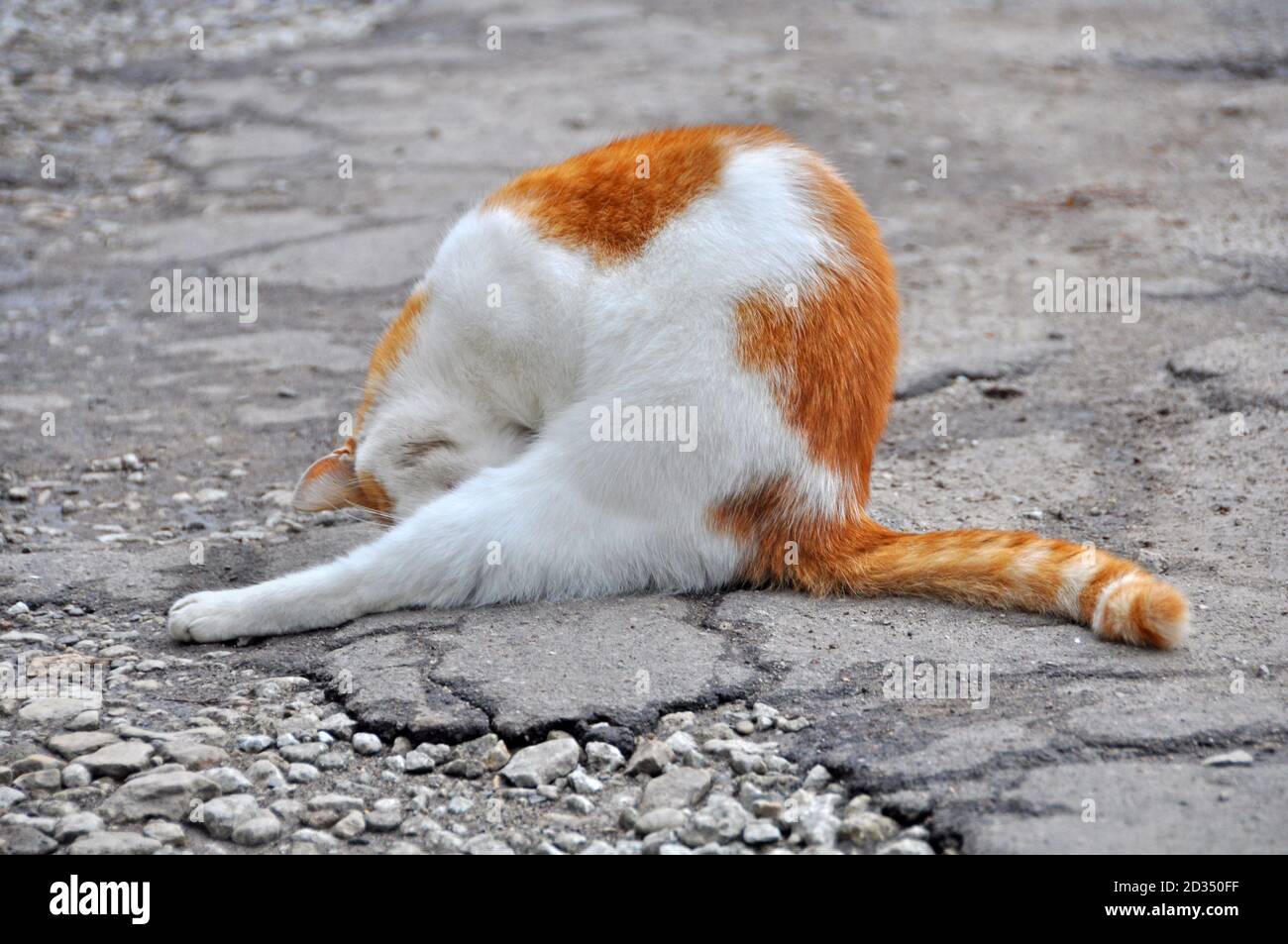 Red cat scratching fleas in yard outdoor Stock Photo Alamy